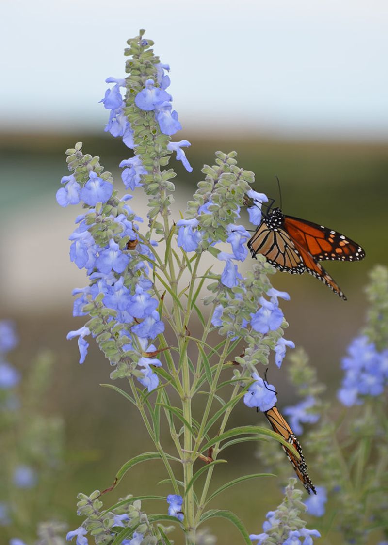 Blue Mist Flower Sage (Salvia azurea) Blue Mist Flower Sage (Salvia azurea)