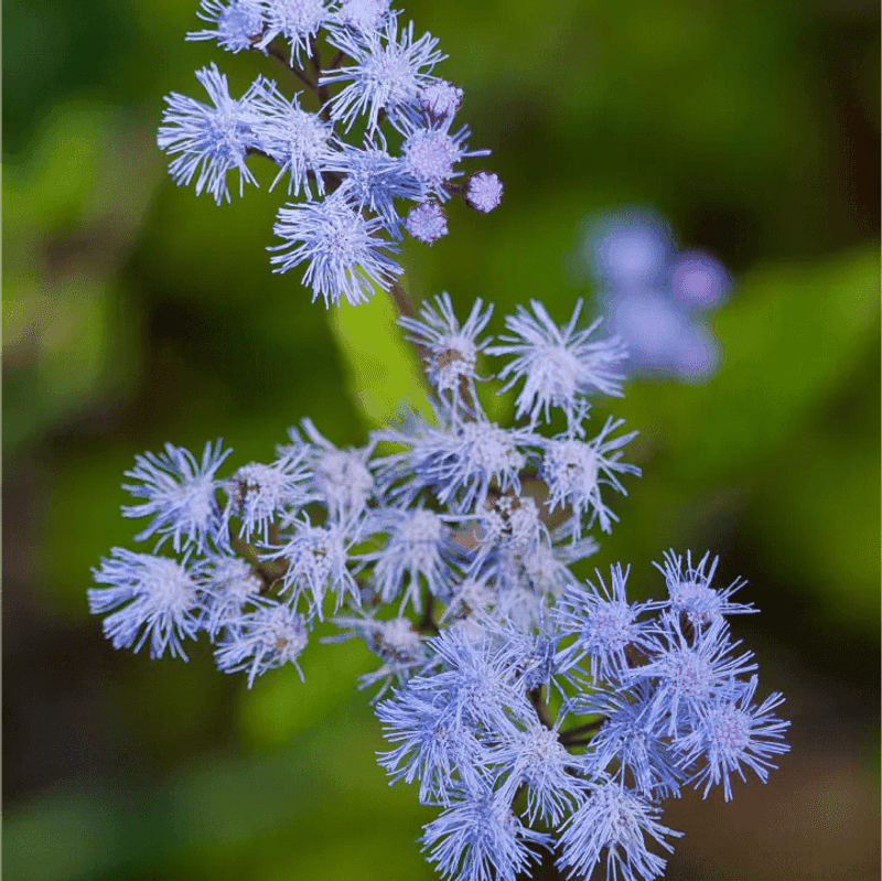 Blue Mistflower