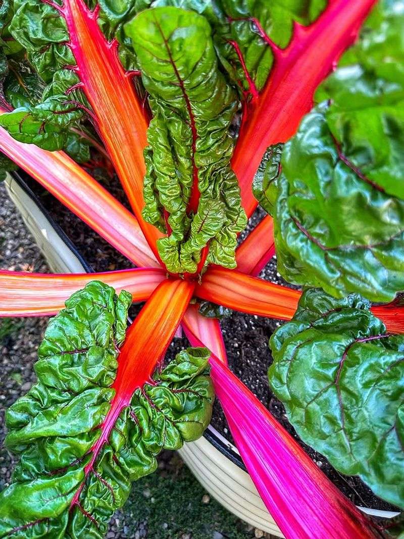 Rainbow Chard