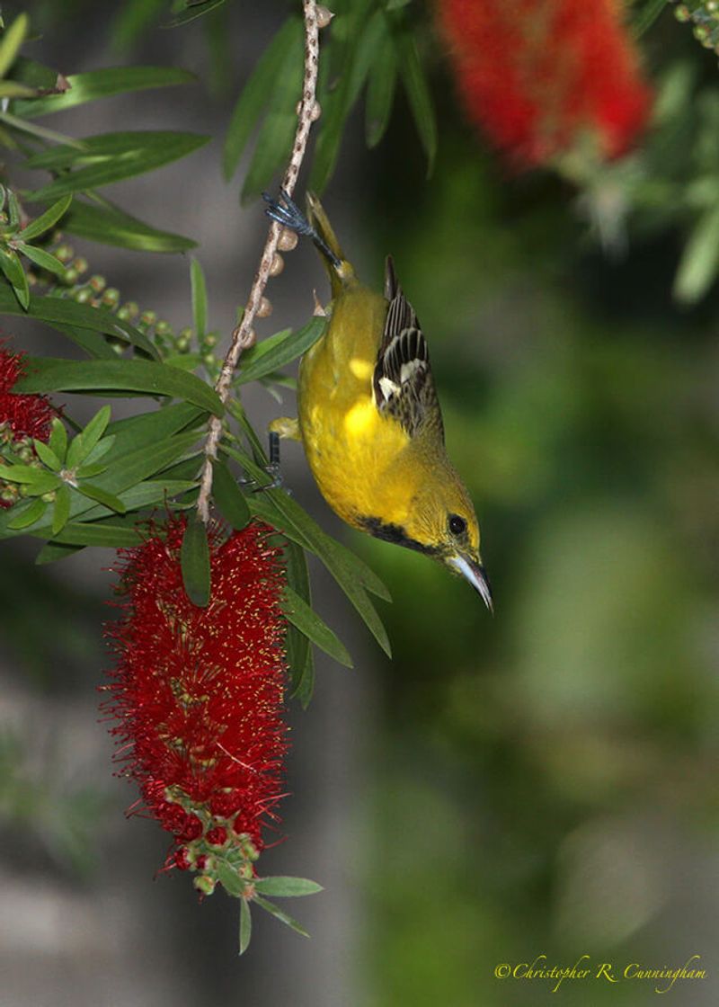 Bottlebrush (Callistemon citrinus)