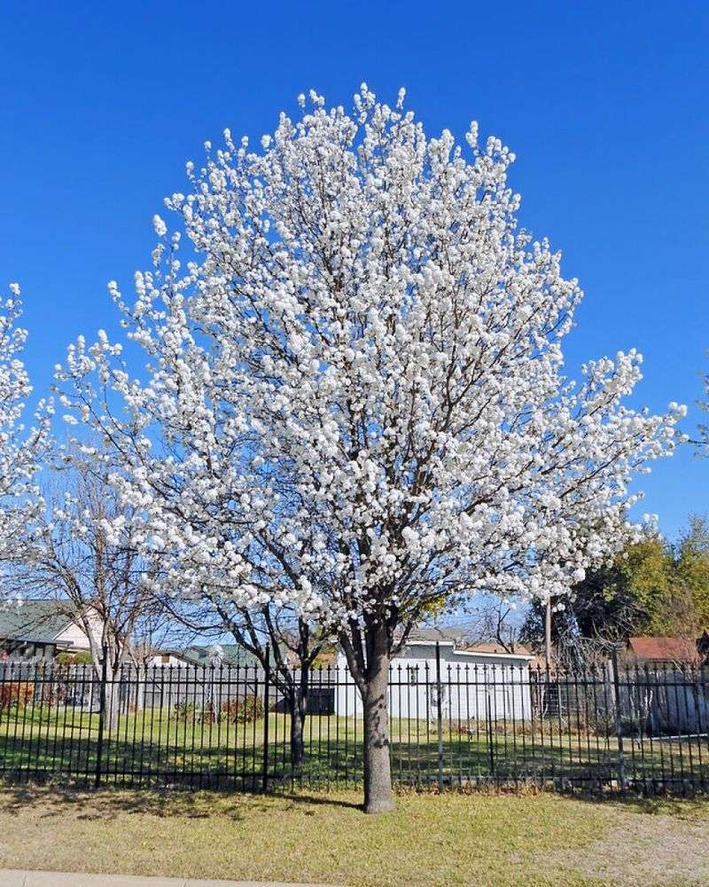 Bradford Pear (Callery Pear)
