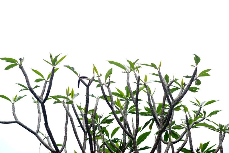 Branching does not guarantee flowers or fragrance