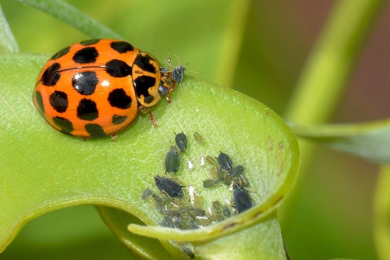 Broad-spectrum sprays and bought ladybugs can undermine the plan Broad-spectrum sprays and bought ladybugs can undermine the plan