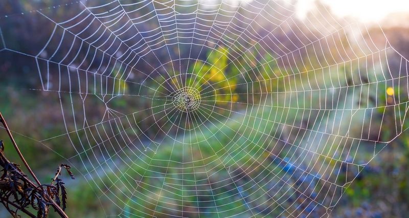 Broad-spectrum sprays can remove beneficial predators