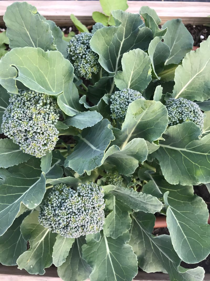 Broccoli Broccoli