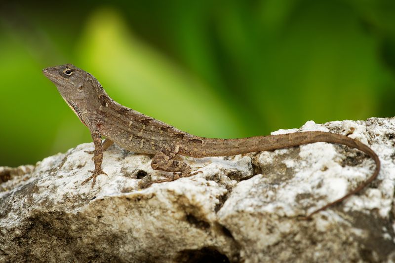 Brown Anoles Are Worth Checking, but Not Assuming