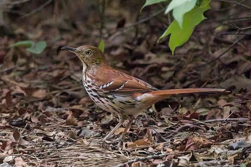 Brown Thrasher Brown Thrasher