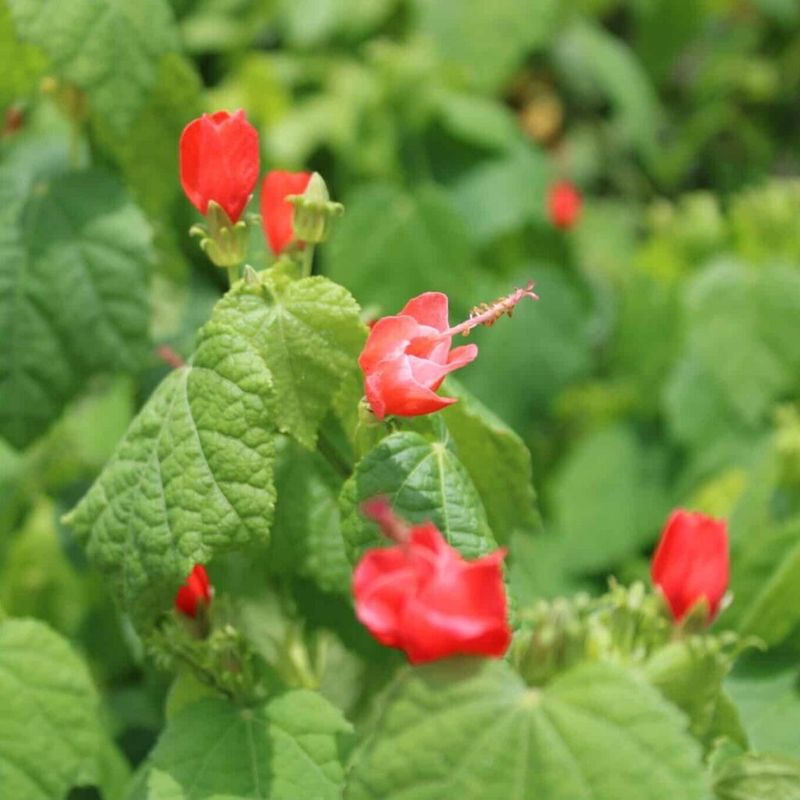 Buchanan's Native Plants (Houston)