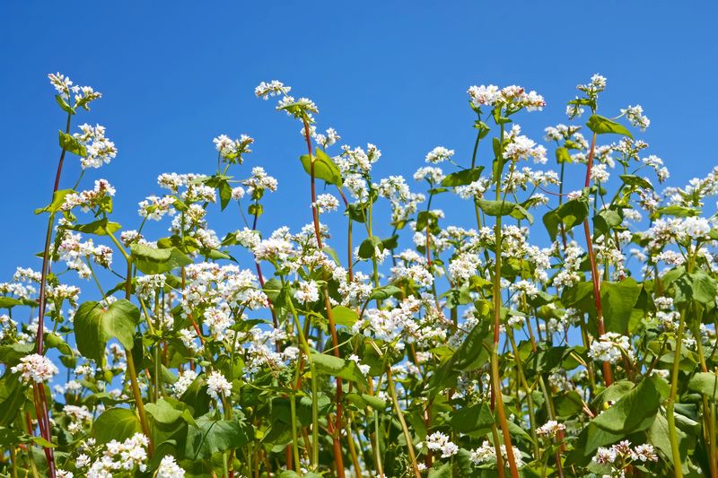 Buckwheat