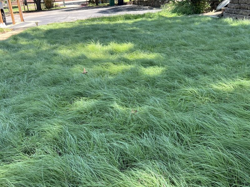 Buffalograss Buffalograss
