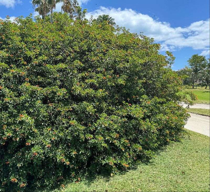 Plant Florida Native Trees and Shrubs