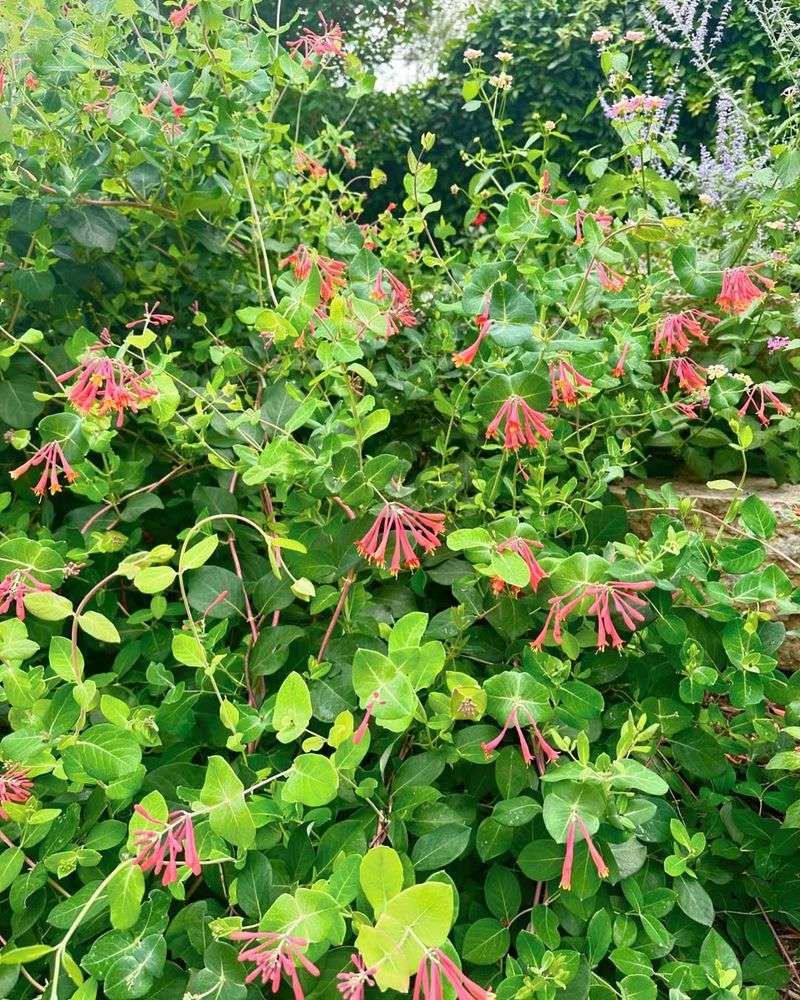 Build a Habitat Around the Shrub