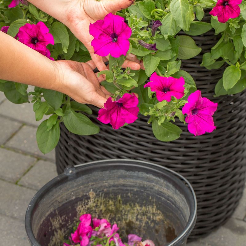 Build a Simple Deadheading Routine Build a Simple Deadheading Routine