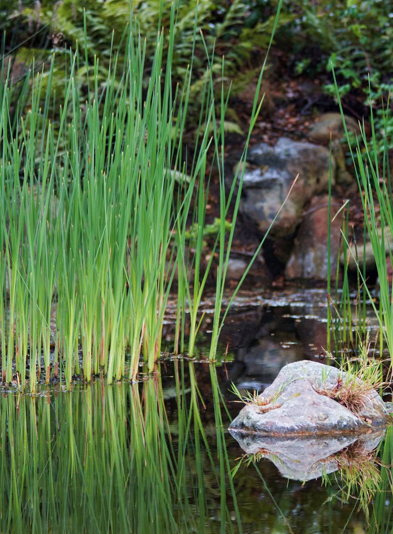 Build a diverse, maintained pond edge Build a diverse, maintained pond edge