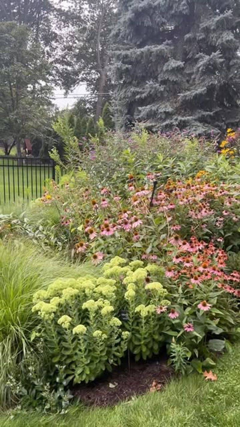 Build a semi-open mix of cover and feeding space
