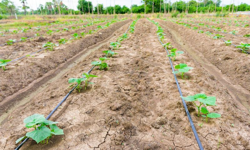 Build a steady root-zone watering routine