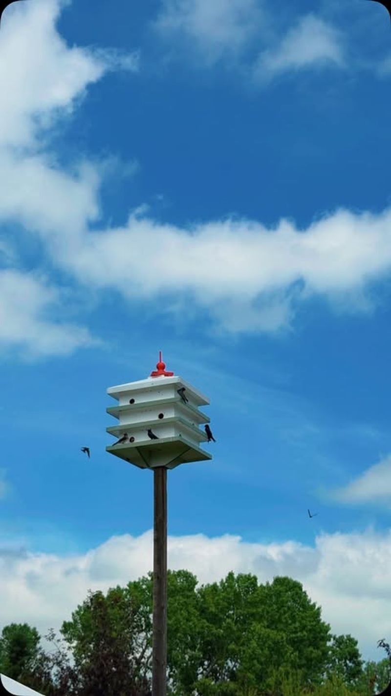 Build an Open, Cool, Predator-Protected House Build an Open, Cool, Predator-Protected House