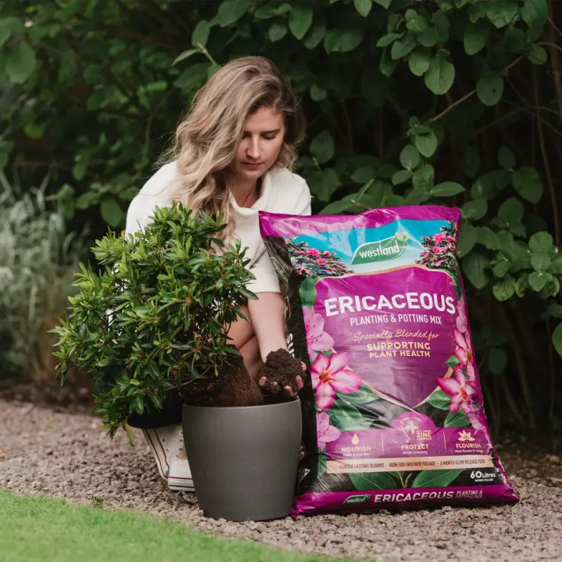 Build an acidic, porous, well-drained root environment Build an acidic, porous, well-drained root environment