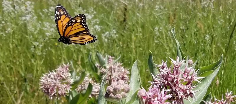 Build complete habitat with nectar, water, and pesticide-free care