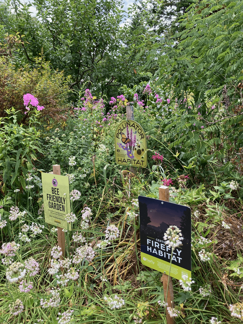 Build firefly habitat instead of searching for a miracle plant