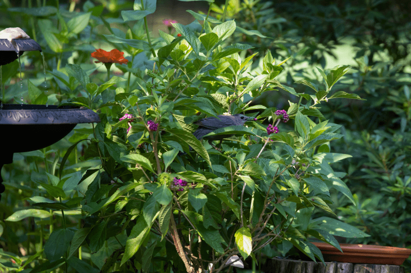 Build food and cover into the surrounding yard