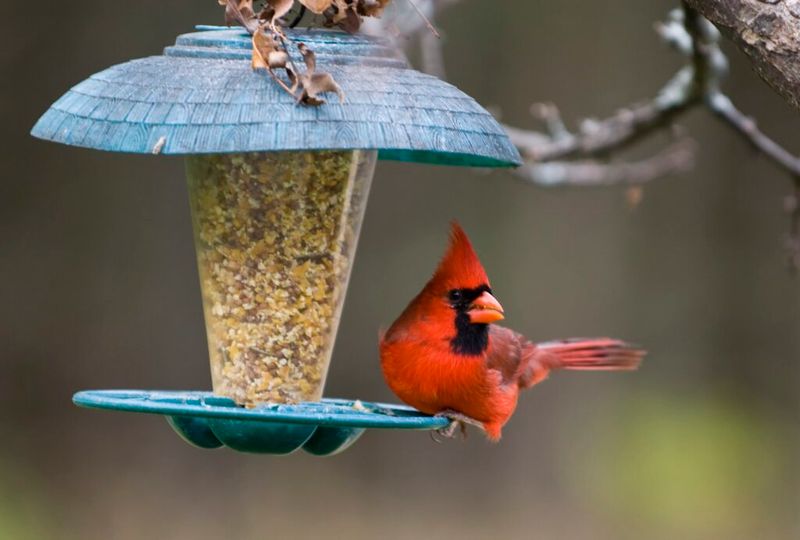Feed birds with Florida conditions in mind