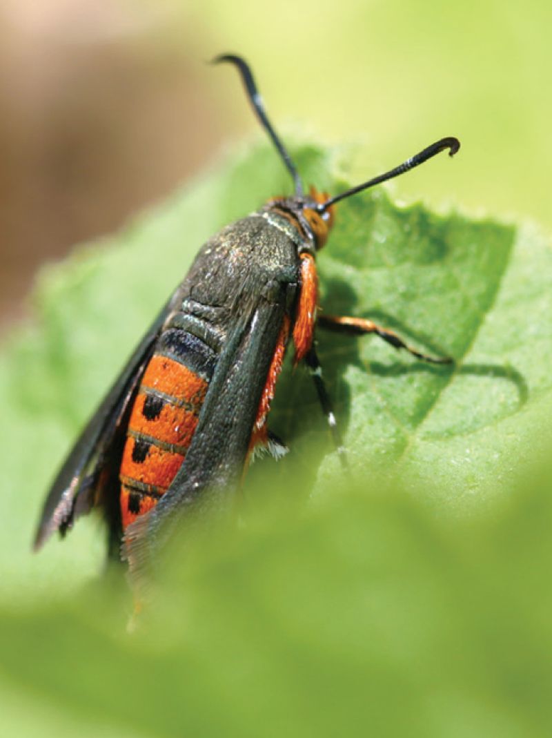 Build prevention around local moth activity
