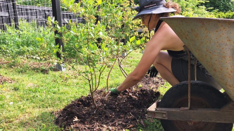 Build the planting plan before buying the bush