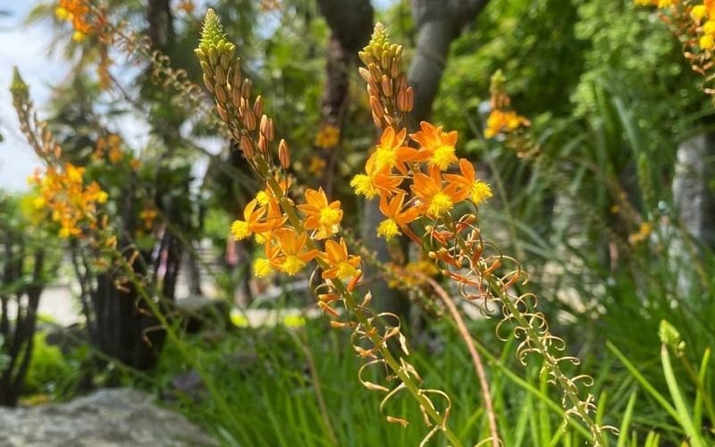 Bulbine (Bulbine frutescens) Bulbine (Bulbine frutescens)