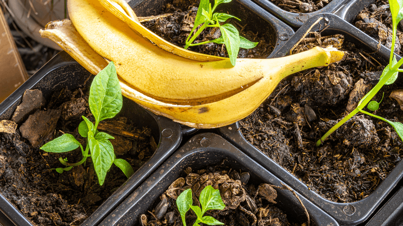 Bury Banana Peels for Slow-Release Potassium Bury Banana Peels for Slow-Release Potassium