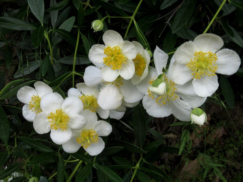 Bush Anemone (Carpenteria californica) Bush Anemone (Carpenteria californica)