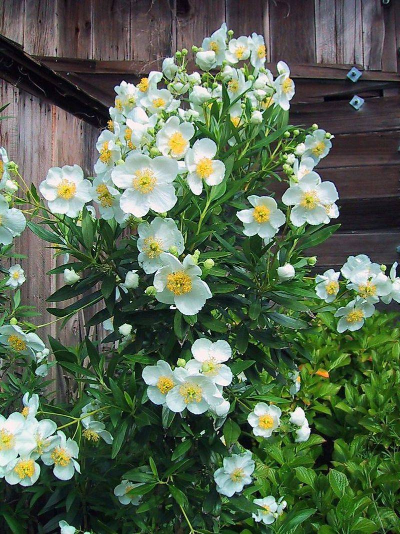Bush Anemone (Carpenteria californica) Bush Anemone (Carpenteria californica)