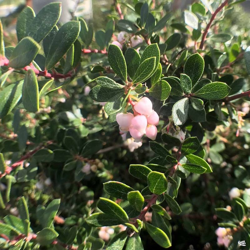 Bush Germander Alternative: Manzanita (Arctostaphylos 'Emerald Carpet')