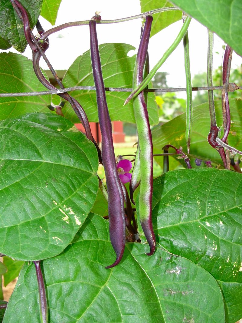 Bush and Pole Beans Bush and Pole Beans