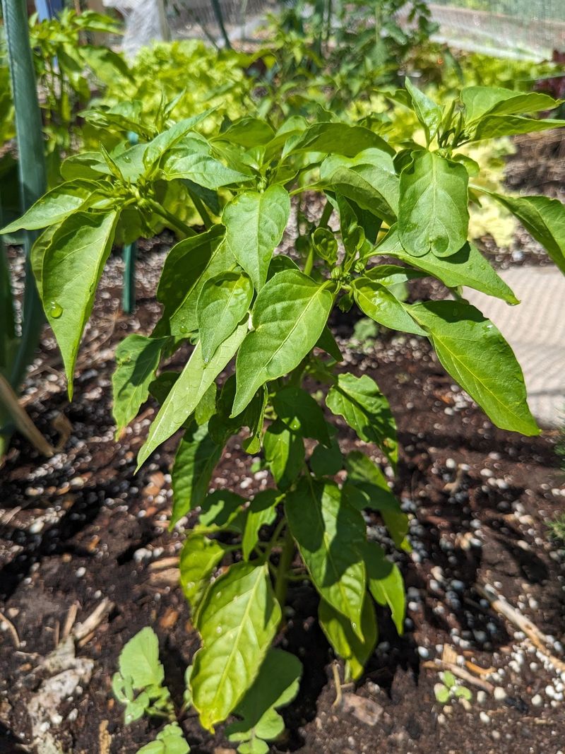 Bushy foliage does not diagnose a feeding problem