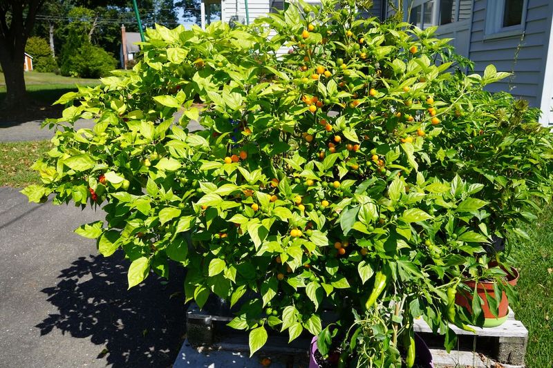Bushy growth can point to nitrogen, but it cannot prove excess