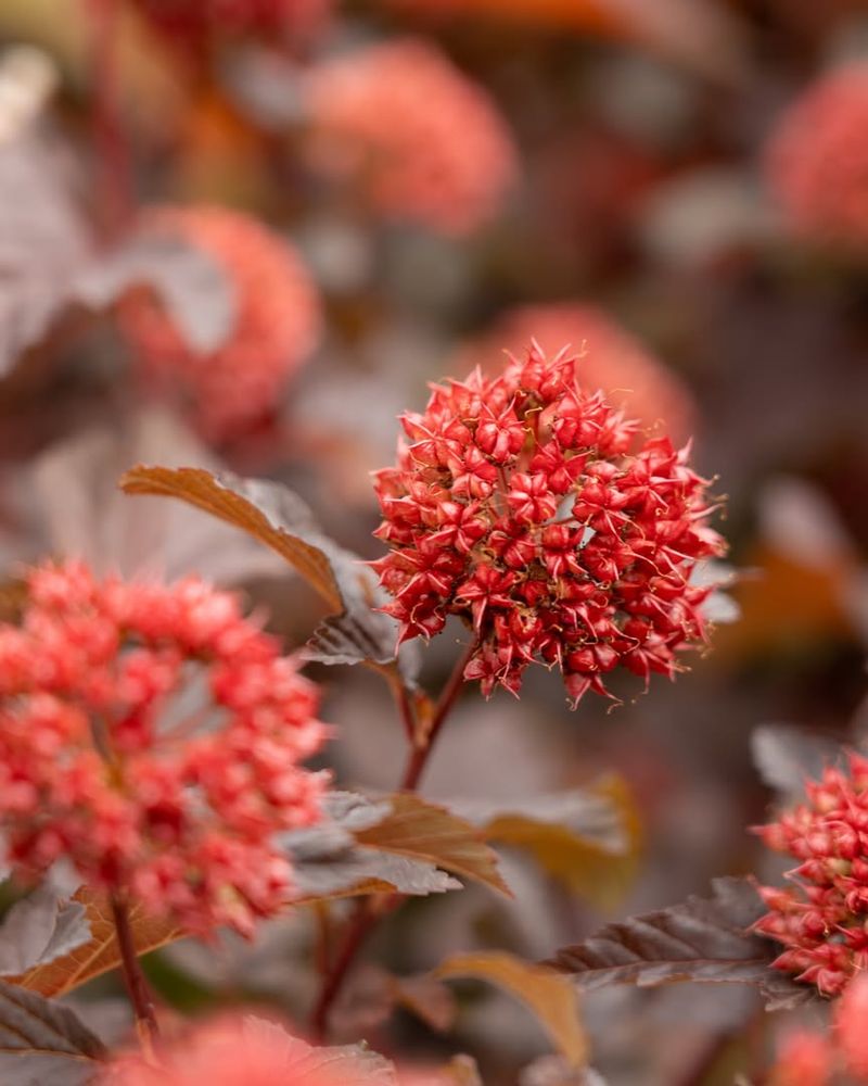 Ninebark (Physocarpus)