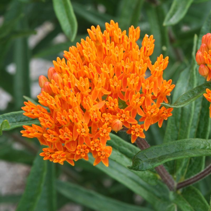 Butterfly Weed (Asclepias tuberosa) Butterfly Weed (Asclepias tuberosa)