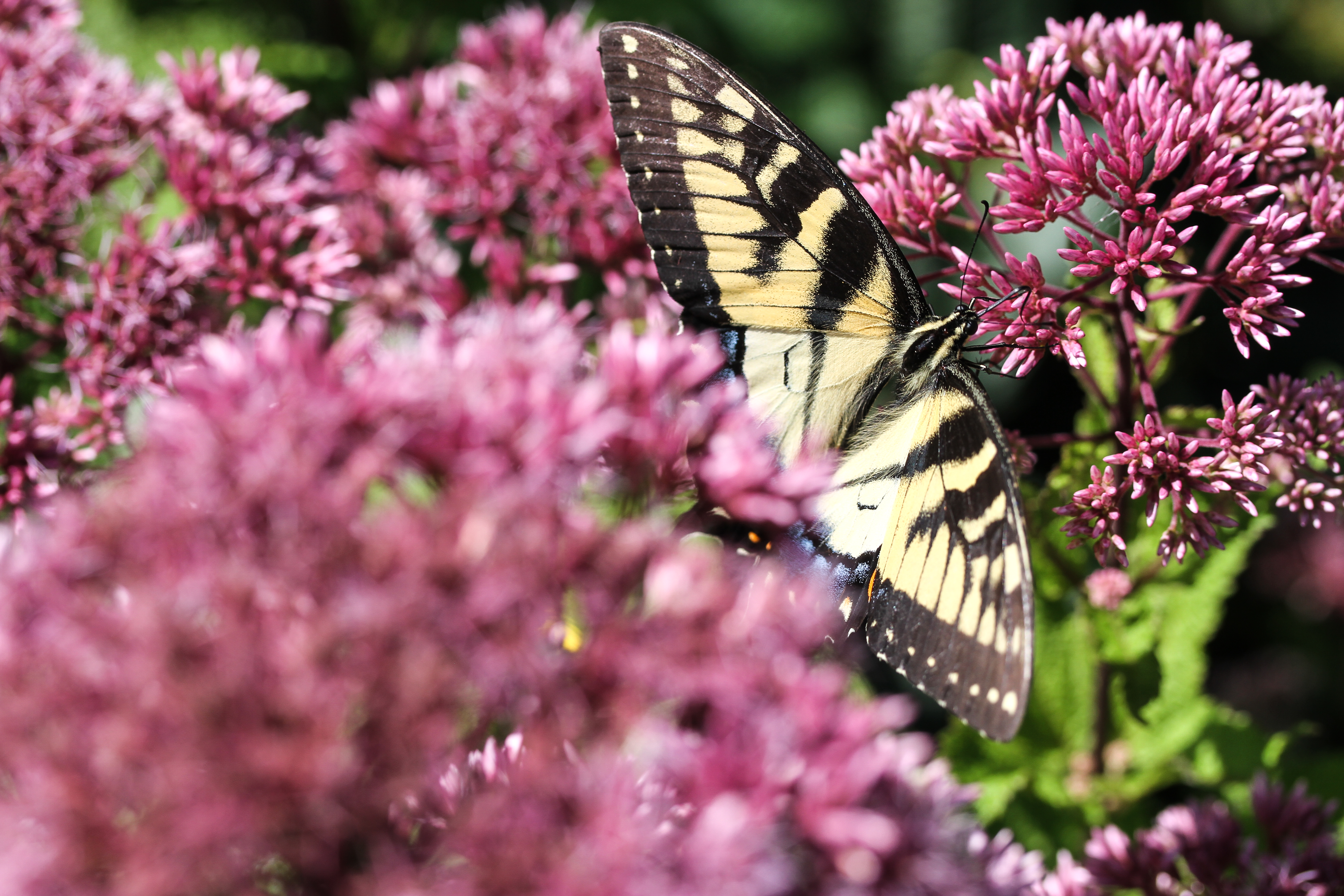 Joe-Pye Weed (Eutrochium)