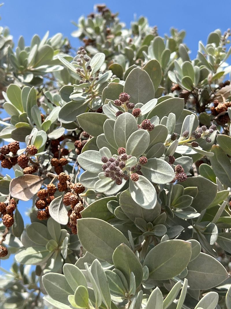 Buttonwood (Conocarpus erectus) Buttonwood (Conocarpus erectus)