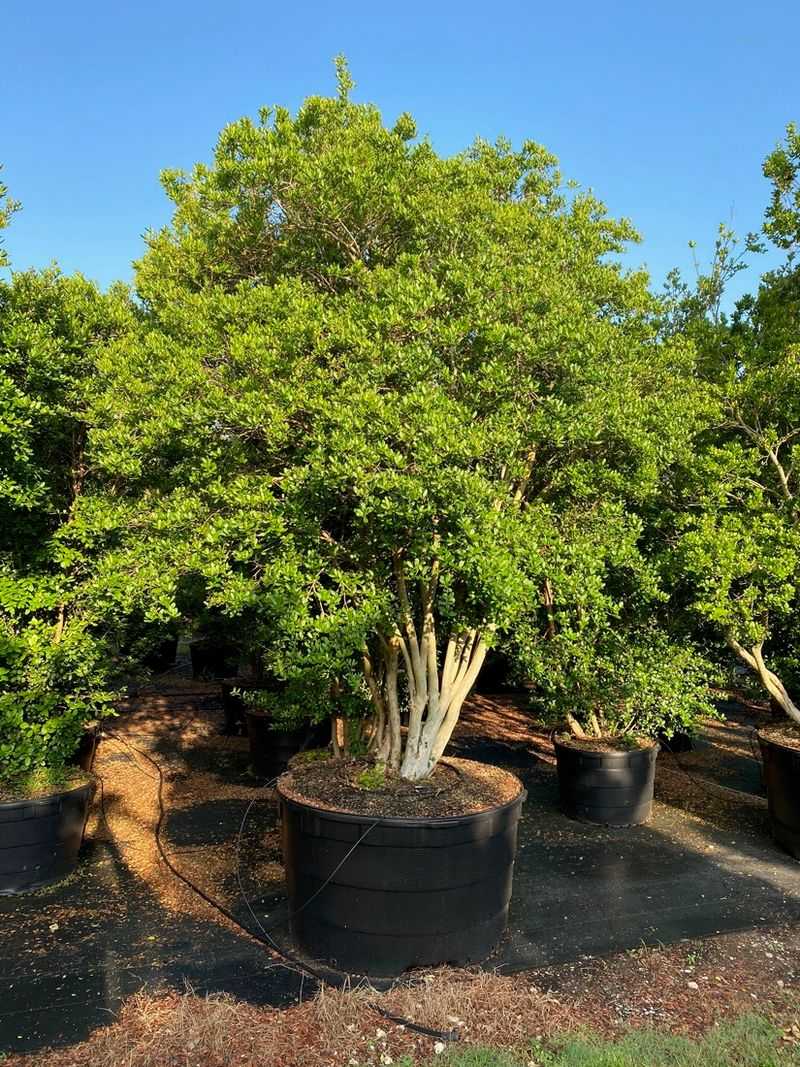 Buy nursery-propagated plants and plan for the space Buy nursery-propagated plants and plan for the space