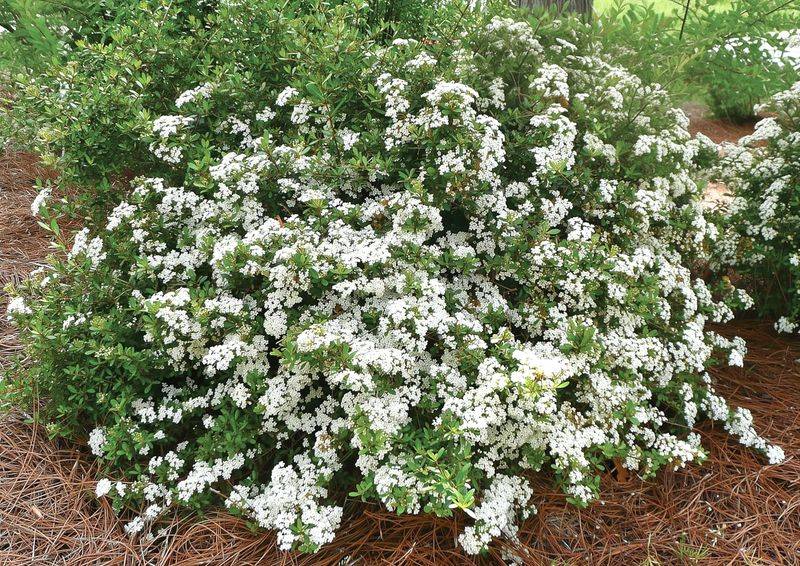 Buy the cultivar, not just the species