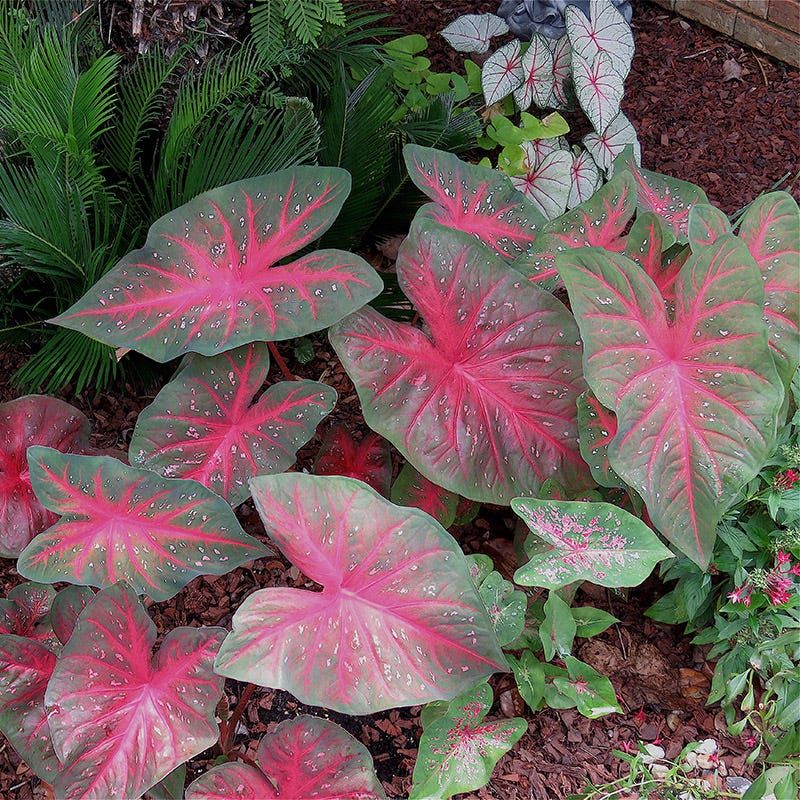 Caladium swapped for blue-eyed grass