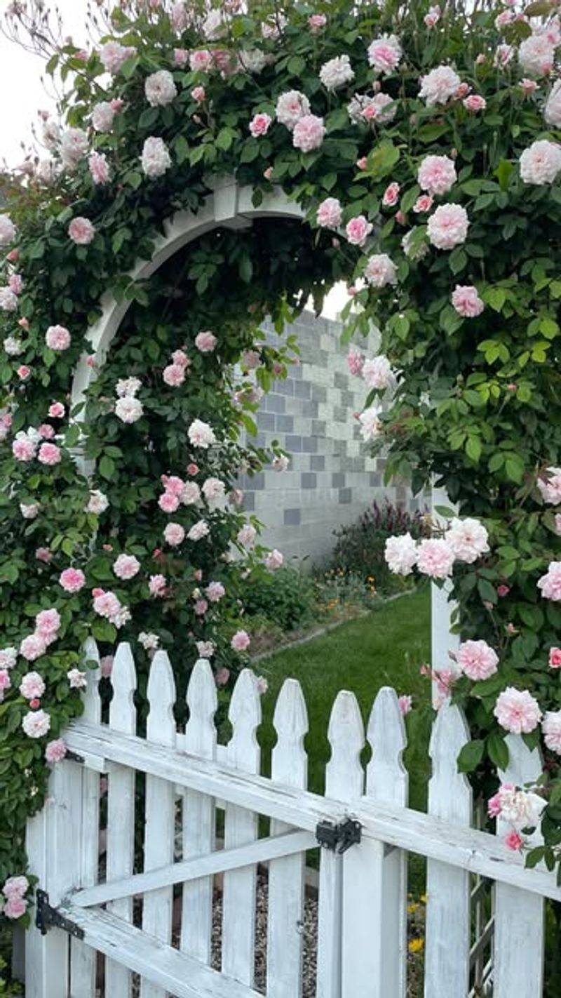 Cecile Brunner (Sweetheart Rose)