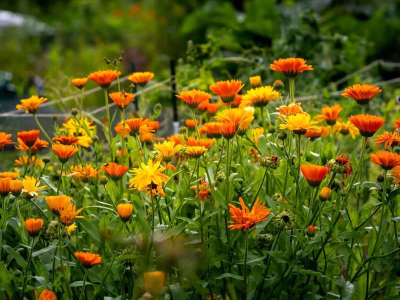 Calendula