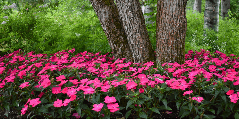 Impatiens