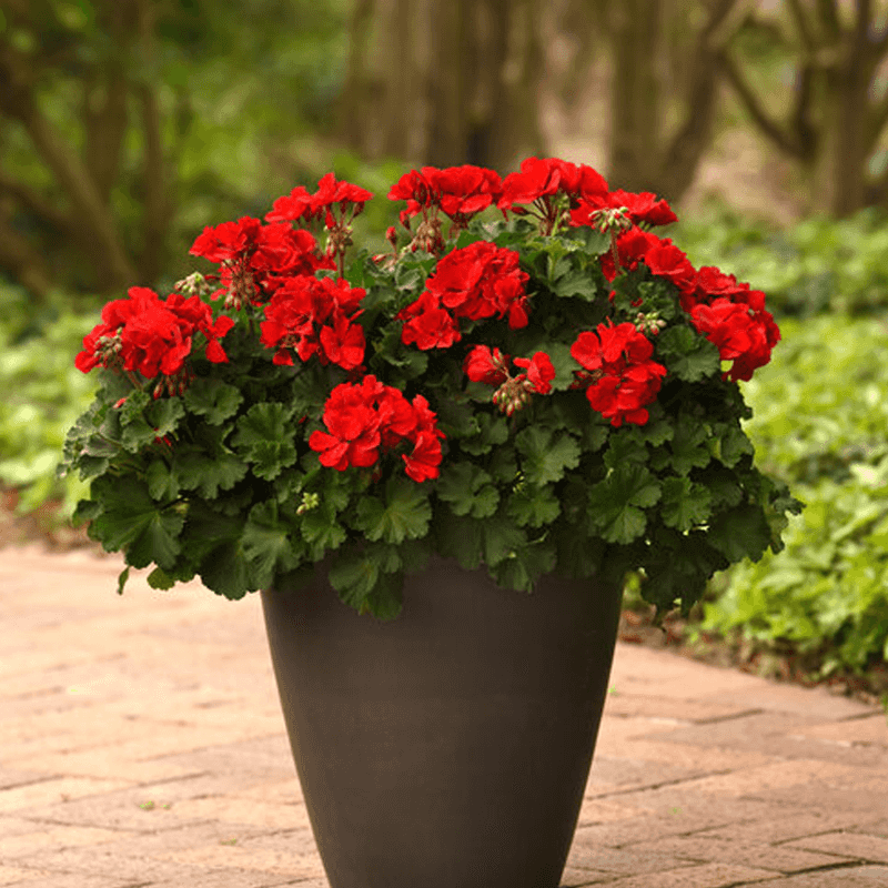 Geranium (Pelargonium)