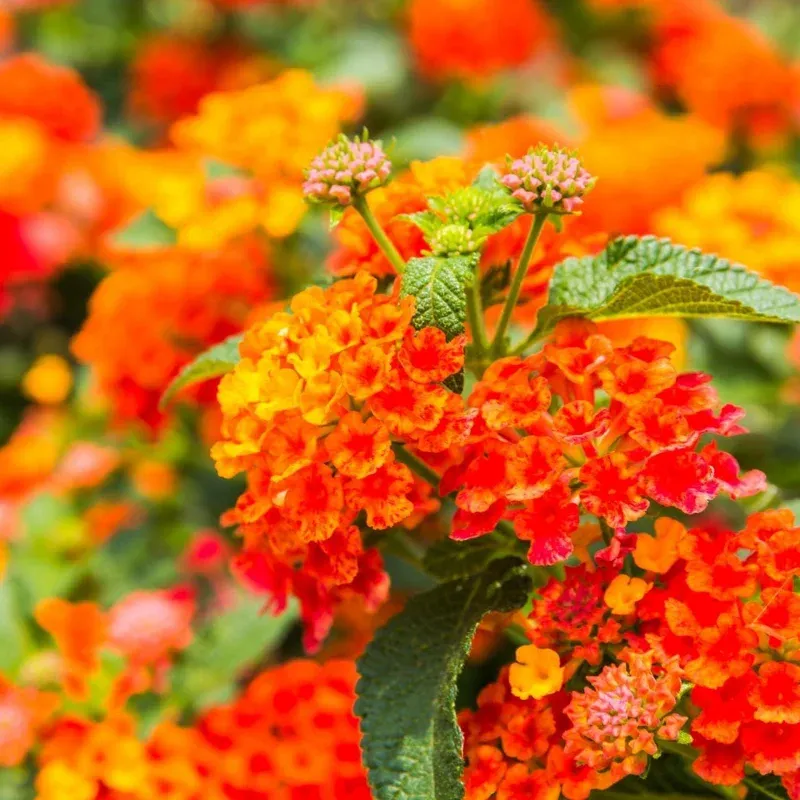 Lantana