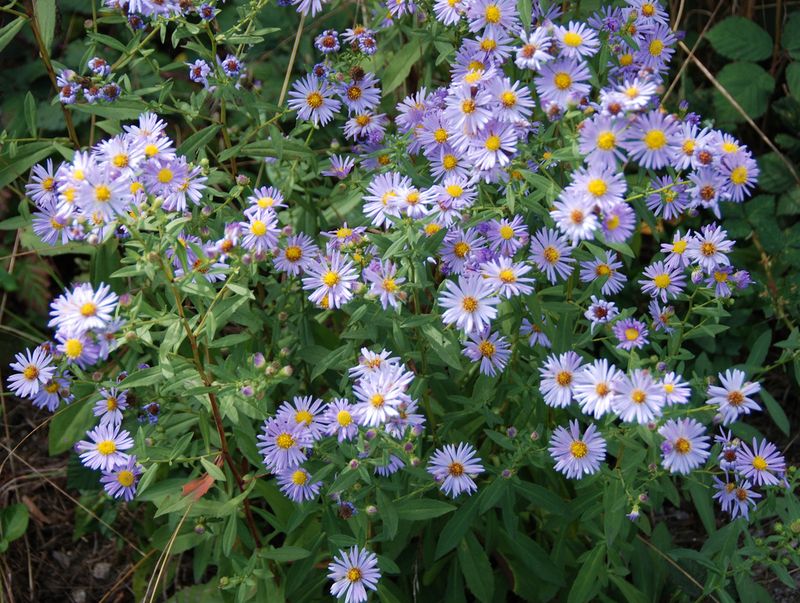 California Aster (Symphyotrichum chilense)