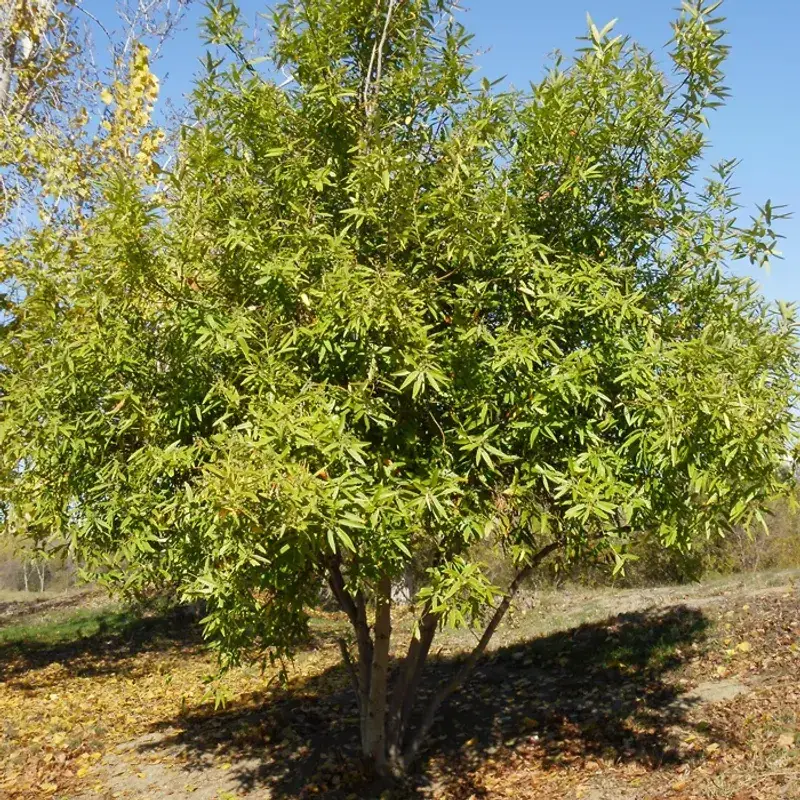 California Bay Laurel (Umbellularia californica) California Bay Laurel (Umbellularia californica)